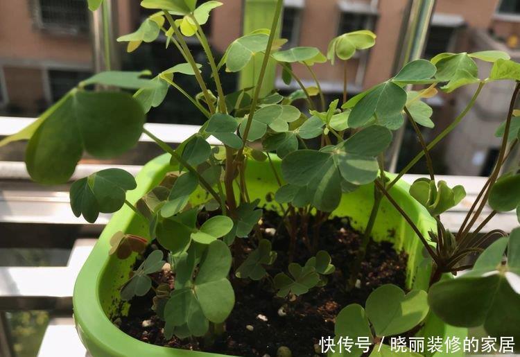 有一种漂亮的花,养起来很省心,花开热烈,年年开花一大盆