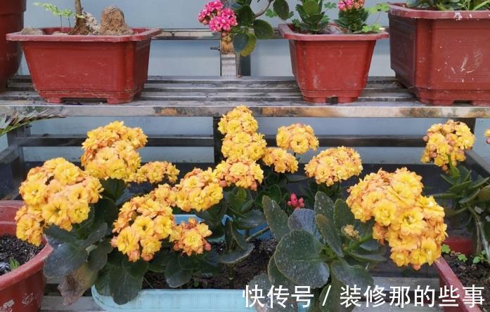 休眠期|夏季长寿花要休眠，但出现这些情况，一忽视就只能收获空盆