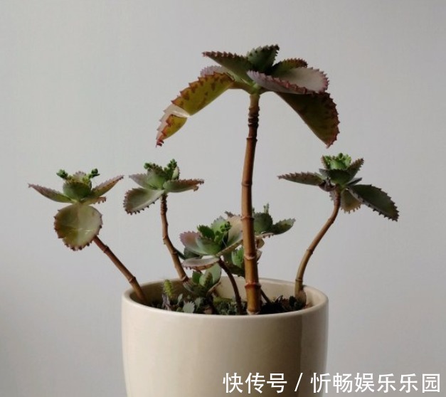 不死鸟|这花太能生崽,恨不得用脚踩,结果越踩长得越多!