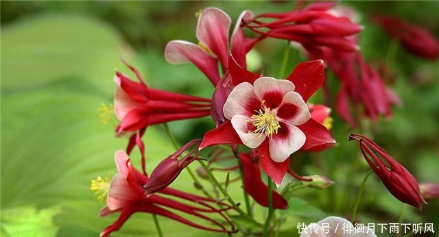 阳台|新手养花,适合养一盆“阳台精品”耧斗菜,古典美丽,花开火红