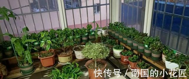 满盆|养长寿花君子兰蟹爪兰,做好“二大一勤”,枝繁叶茂,花开满盆