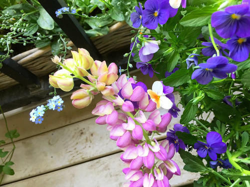 30㎡阳台改造的植物花园，网友直呼：这是我见过最美的阳台花园