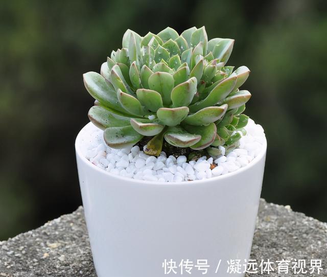 养多肉浇水记住3句“口诀”，叶片“胖乎乎”，养出漂亮状态