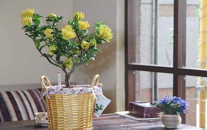 客厅|这些盆栽水果,巴掌大一棵能结上百个,客厅放一盆,馋的直流口水