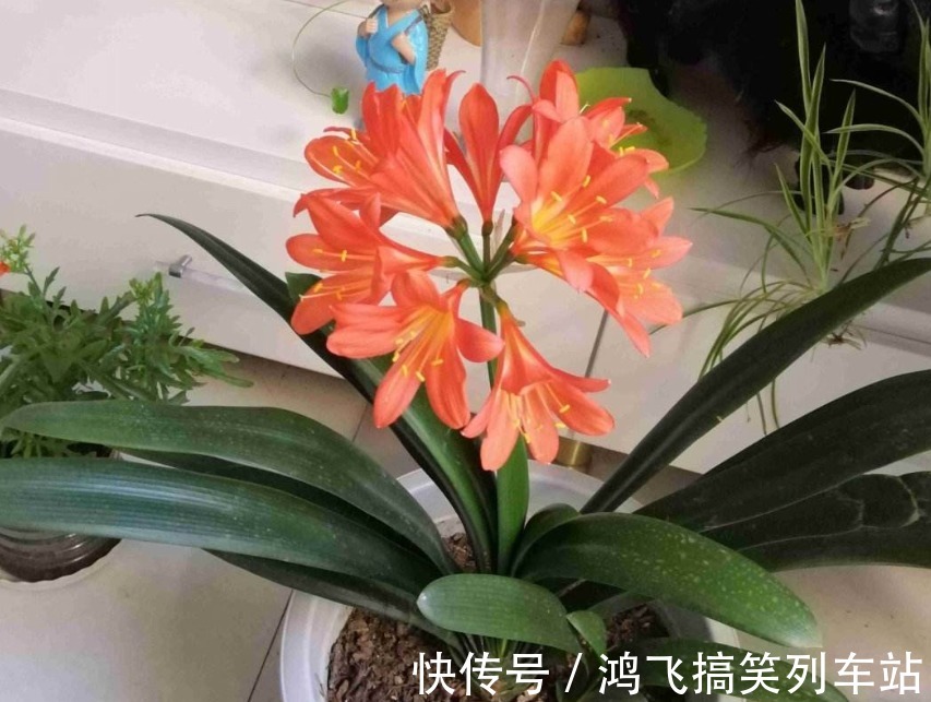 君子兰养了10年不开花，就是这个原因，看完就明白了！