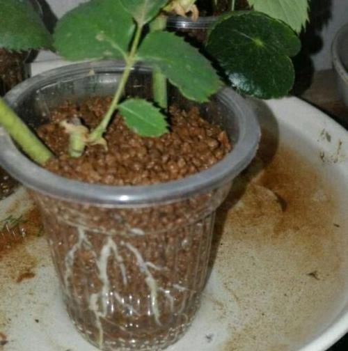 想要提升扦插育苗的成活率？按这步骤来，生根率高得多