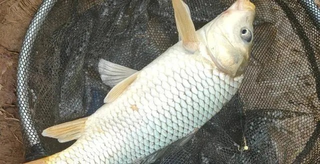 钓鱼|野钓“必选钓位”教学,用盘车鱼竿钓鱼,学会就能钓获野生大鲤鱼