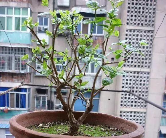 入冬后,这些花别折腾,越折腾越死