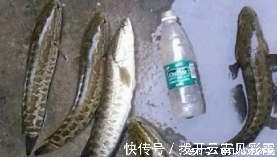 难道这才是黑鱼一次次上钩的原因?果断尝试这新钓法,彻底服了