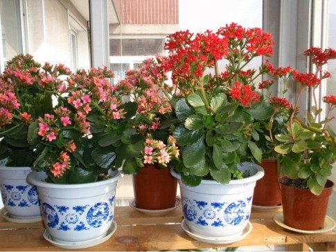 长寿花喝点“甜甜水”,叶子不发红,肥厚绿油油,开花开“爆盆”