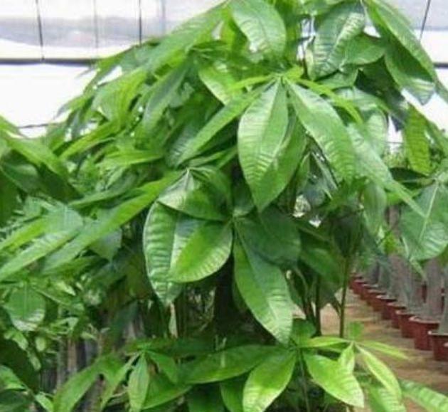 4种花适合养家里,夜里释放氧气,空气清新,助睡眠!