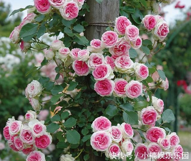 藤彩虹|30岁女主,栽花上瘾,院子不留空地,栽满花卉美成花海