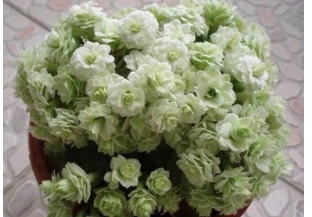 想要长寿花多开花,老妈往盆里埋个它,花苞蹭蹭窜,不用管也爆盆