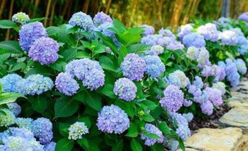 3种漂亮的花,剪个嫩枝就能繁殖,生根速度快