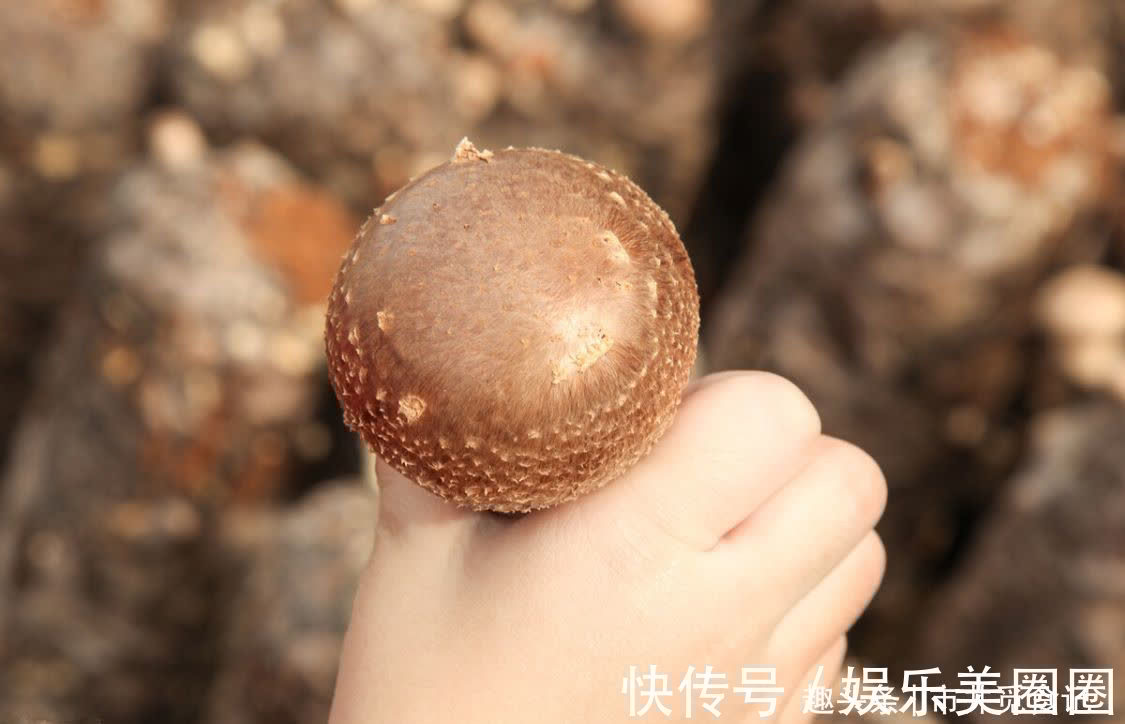 裂纹|买香菇,不是越大越好,记住“3买3不买”,香菇香味浓郁又新鲜