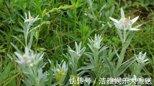 小野草|1种野草称“牛不吃”，对“青春痘”有奇效，如今50一斤也难买