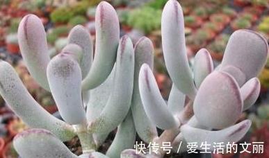 福娘|家里养3种花,一年到头开花不断,好养活,观赏性高