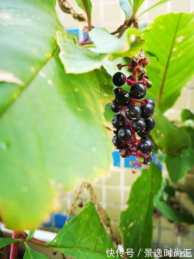 乌头|门口的果子像“龙葵”,赶紧要拔掉、千万别吃,会中毒