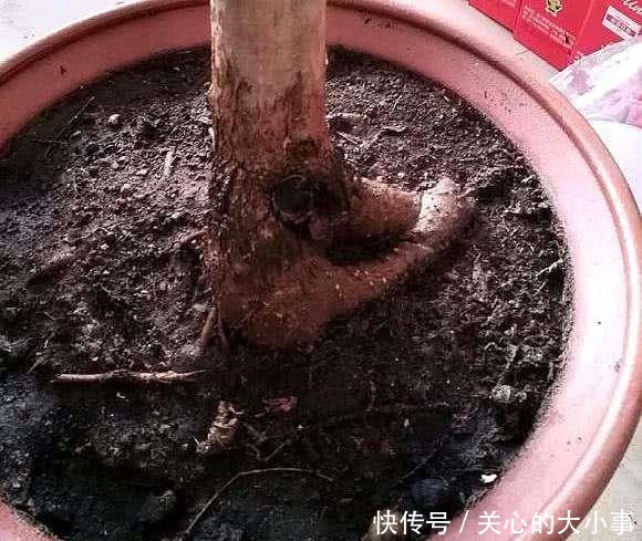 桂花掉叶子,问题出在根上,现在是最佳“挽救”时间,别错过!