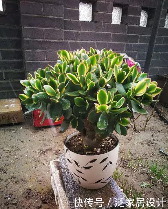 玉树太难看?干脆利落剪几刀,玉树临风的老桩子,能活几十年