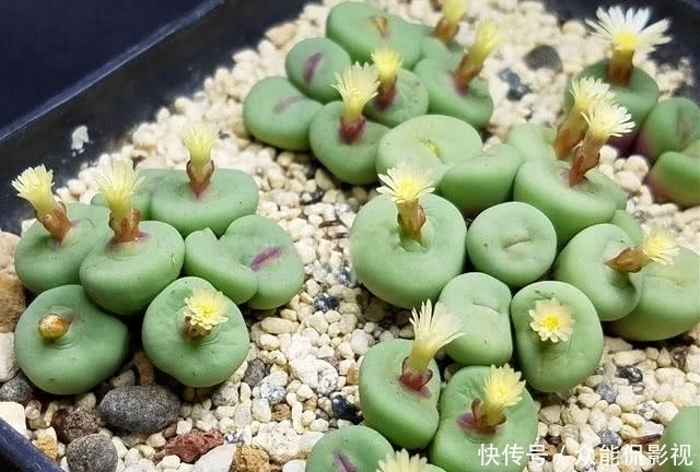 品种|多肉植物界“最爱美”的一个品种！一张小红嘴真是可爱