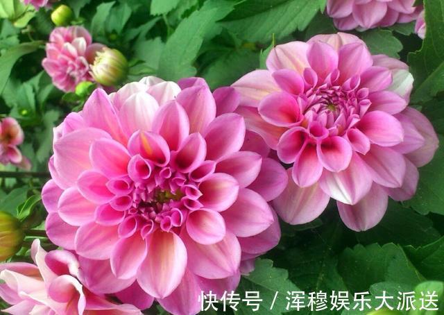 花色|教你大丽花孕蕾期怎么养护，养好了，花朵开的又大又多，花色还好