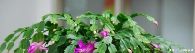 光照就可以|家里养花,就选这几种,一年四季不用管,给点阳光就开花