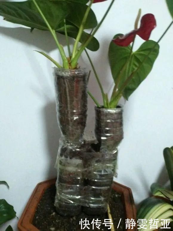 虎皮兰,红掌,吊兰养成老桩,变成大树,真壮观