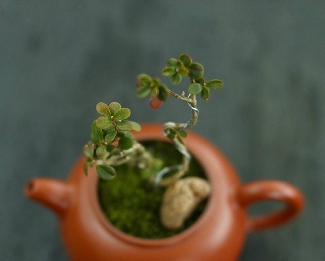 珍珠黄杨|一种树型古朴的植物盆景，四季常青，好养护，非常适合放在室内观赏