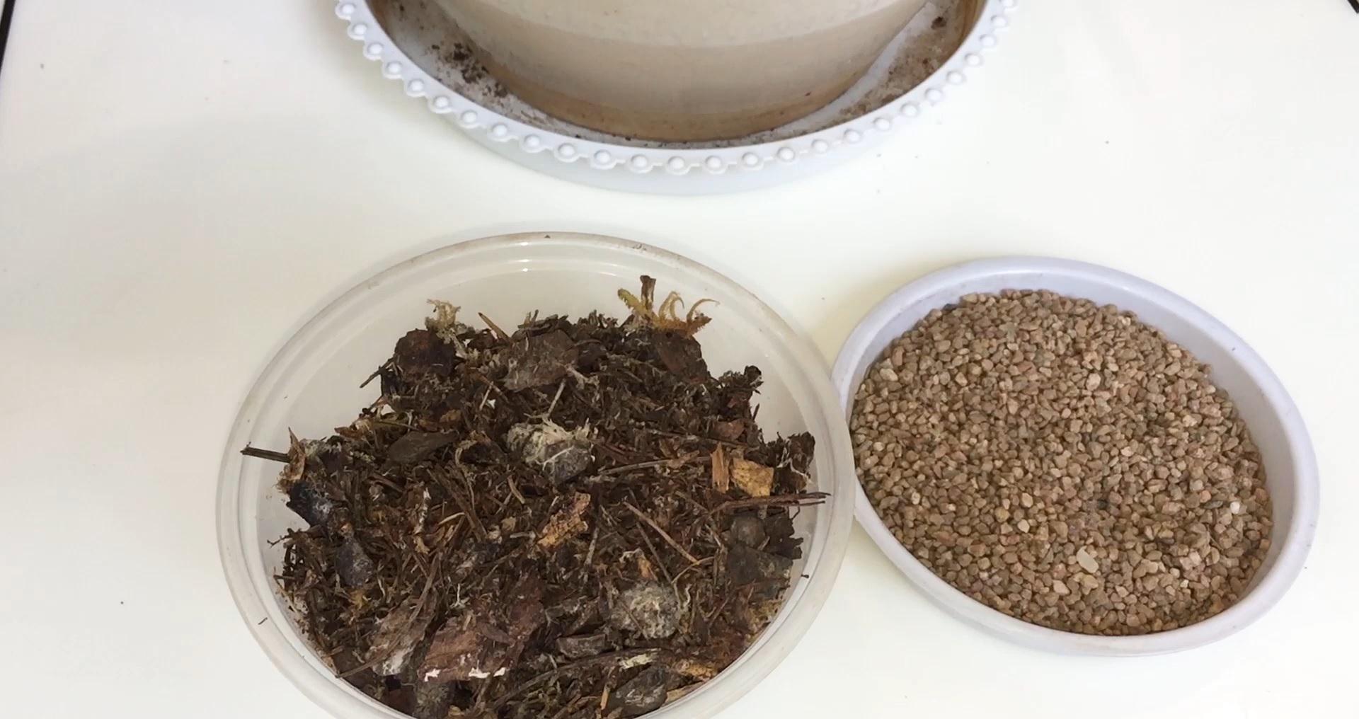 家养君子兰最简单的配土、施肥方法,不会烂根、好养