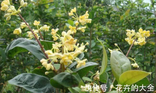浇水|桂花怎么养才长得好,注意3点桂花开花更多哦