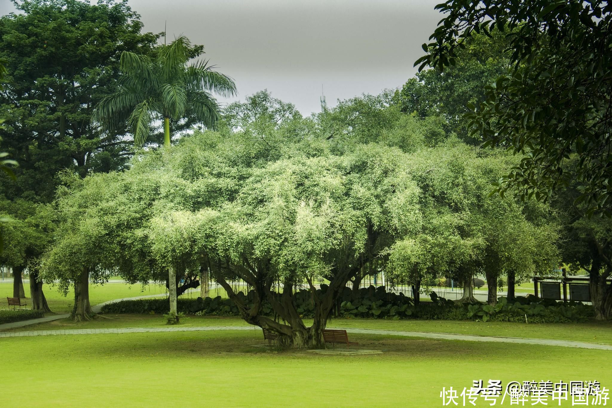 中年|探访东莞植物园，骑行徒步赏珍稀植物，免费开放