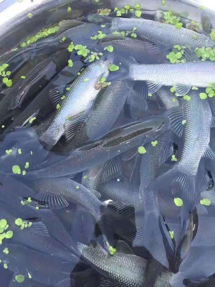  票选|票选平昌十大特产，什么是你的所爱~