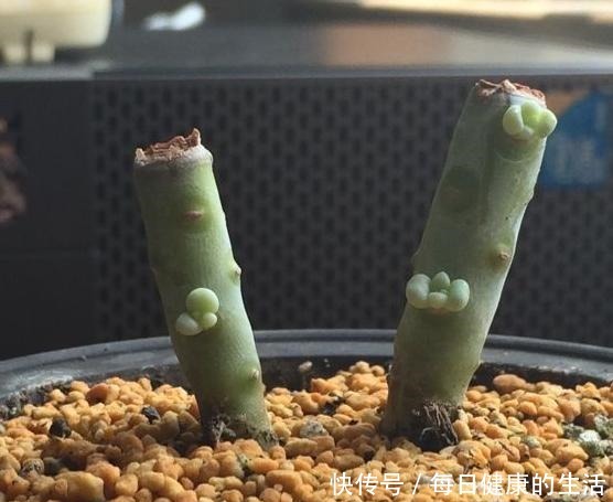 桃美人不爆侧芽,砍头时多做一步,一个月侧芽不断冒出!