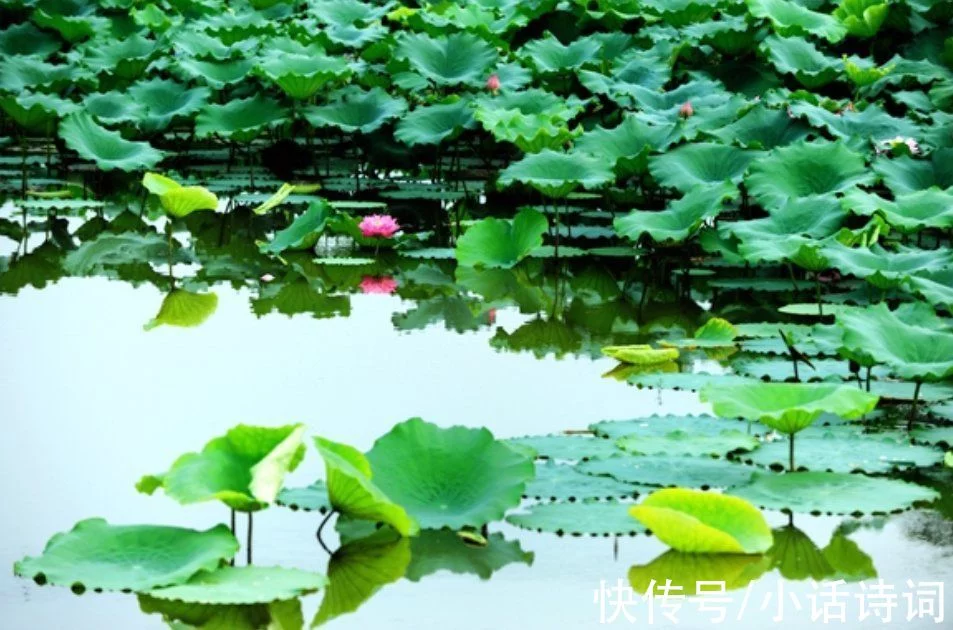 一篇读懂（清水出芙蓉）清水出芙蓉,天然去雕饰写的是什么花 第13张