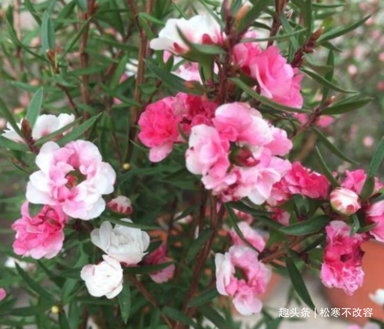 水仙花|来了，家养这些花卉，四季繁花似锦，花期一到开不停歇