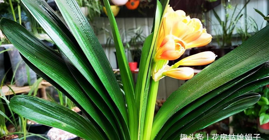 入冬后的君子兰,按照这些要求去做,帮你解决掉不开花的烦恼