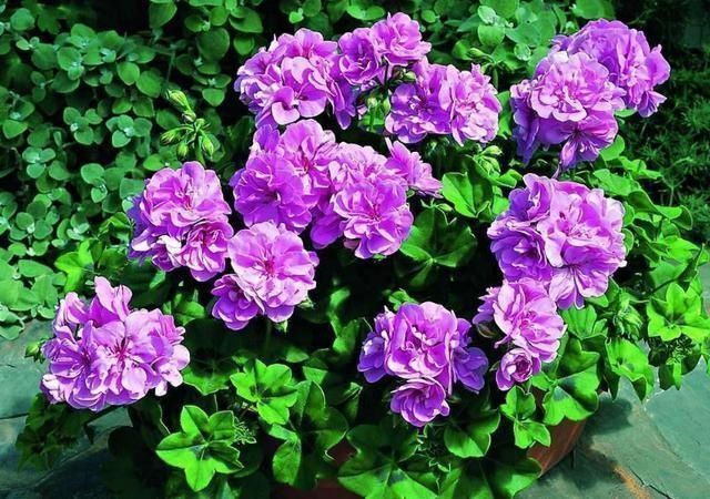 黄叶|喜酸性的花每次浇水滴点“醋”,不黄叶不烂根,根系长满盆猛开花