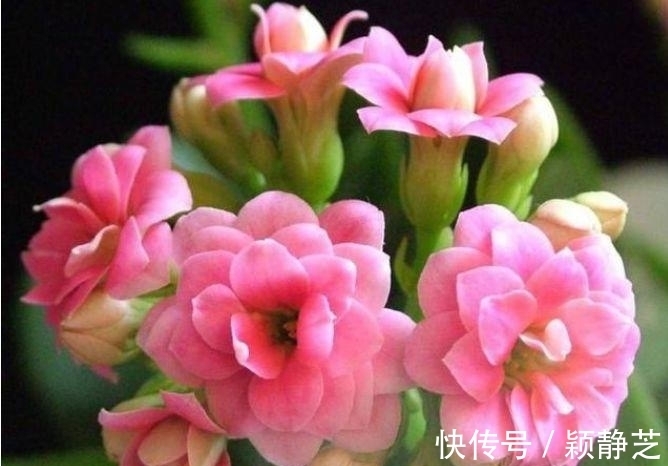 种花人|养花试试这几款,花开繁盛,浇水就疯长,给点阳花就灿烂