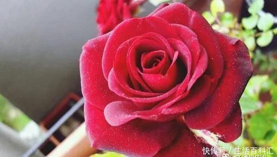 绿萝|7种爱“喝醋”的花草,浇水时加点“醋”,根壮叶绿、不怕黄叶