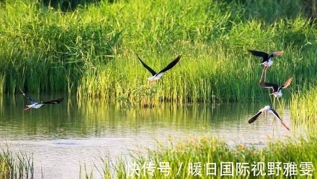 芦苇荡|夏天野钓草鱼的三个技巧,钓位最重要,饵料就在岸边