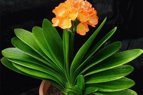 福音|养君子兰加点料，叶片绿油油长得旺，懒人的福音！