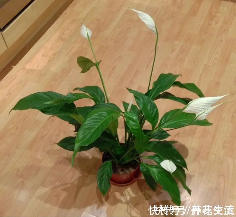 根系|适合养在办公桌上的5种盆栽小绿植,不用频繁打理