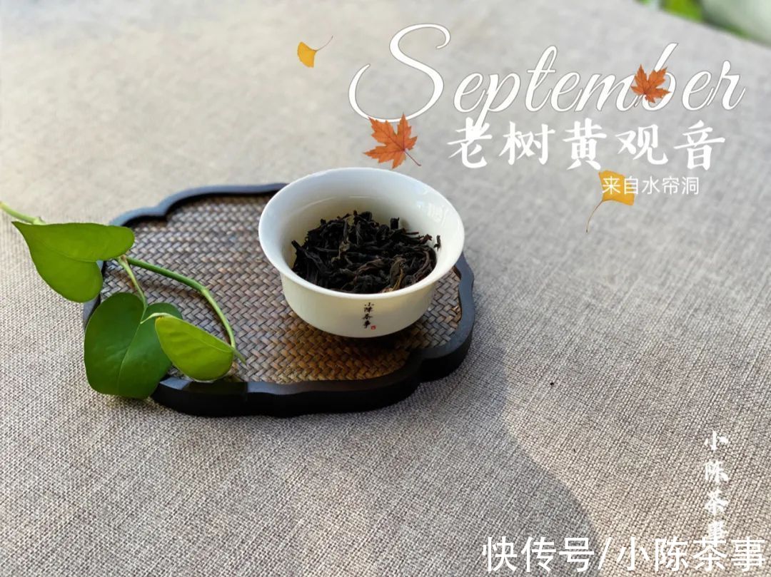 黄观音|老树黄观音，优雅花香包在稠滑茶汤里，既重香又重水的完美之作