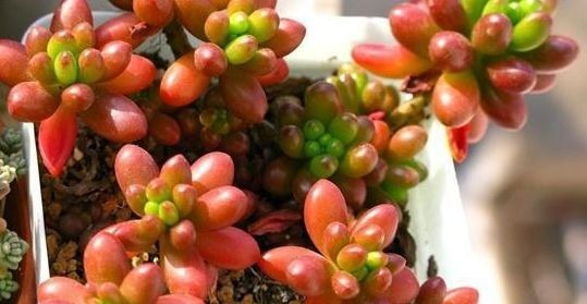 黄金万两|喜欢三角梅,不如养盆“精品”柠檬黄三角梅,金光灿灿,开花爆盆