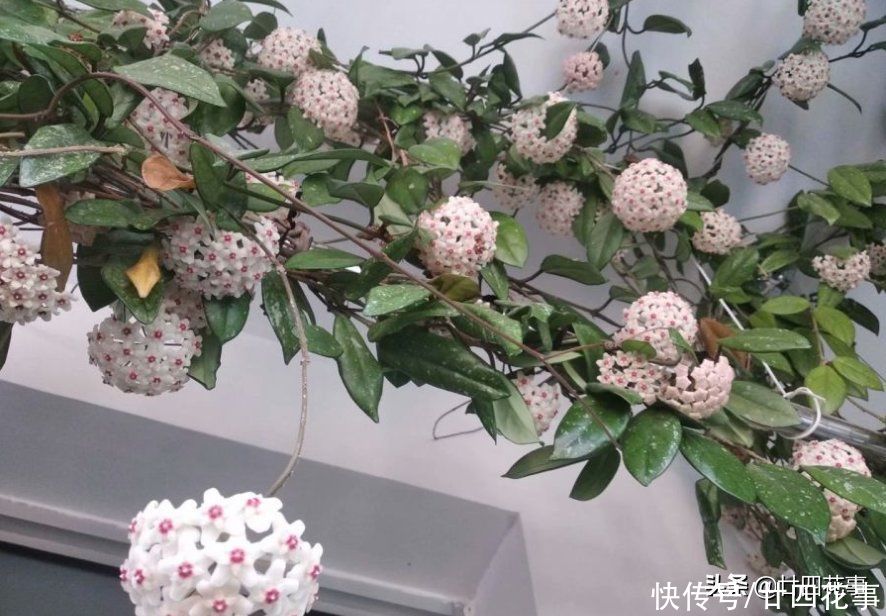 如果每人只许养一种花,建议“懒人”试试它,不用过多打理就很美