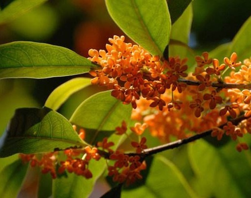 新手养桂花，自制一种“渣”，一分钱不花，满屋“香喷喷”