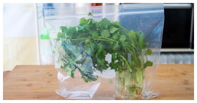 香菜保存有诀窍,3种储存方法,随吃随取,不发黄不腐烂,去试试