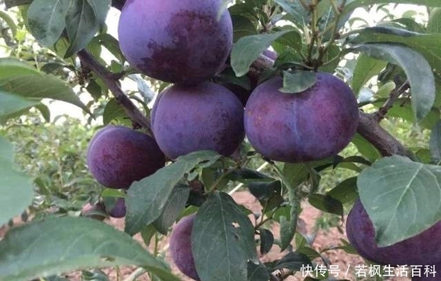 品种|黑布林是一种引进于美国的水果,一斤14元,真是转基因水果?