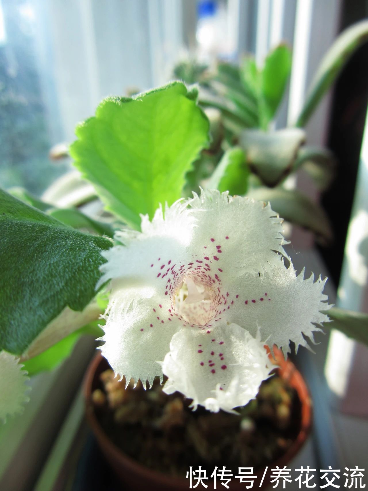  植物|耐阴室内开花植物“大家族”，低光照可开花，植株小巧，适合新手